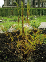 Hardy Fern Osmunda regalis 'Japonicum'